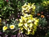 fine-gardening-gallery-17