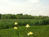 fine-gardening-gallery-2