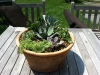 fine-gardening-gallery-7
