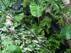 fine-gardening-gallery-35
