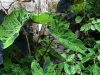 fine-gardening-gallery-37
