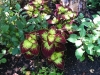fine-gardening-gallery-46
