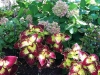 fine-gardening-gallery-47