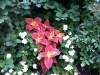 fine-gardening-gallery-51