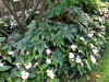 fine-gardening-gallery-55