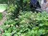 fine-gardening-gallery-56
