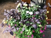 fine-gardening-gallery-59