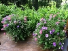 fine-gardening-gallery-60