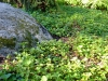 rustic-landscape_10