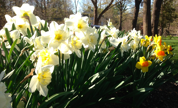 Daffodils in Bloom in New Hampshire