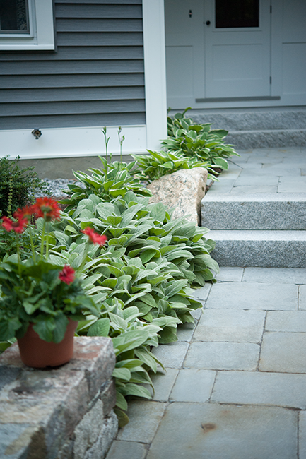 Stone Blossom landscape and design installs a perennial garden with Hosta lining a walkway in Bedford NH