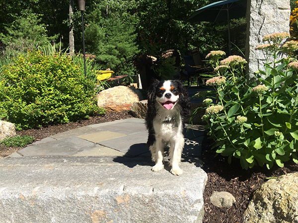 A very happy dog hanging out in a landscape designed by Stone Blossom