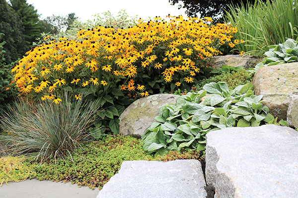Garden with black eyed susan and stone landscape elements